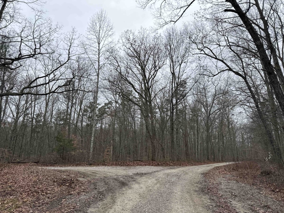 Bear Gap Road (FSR 431) trail photo
