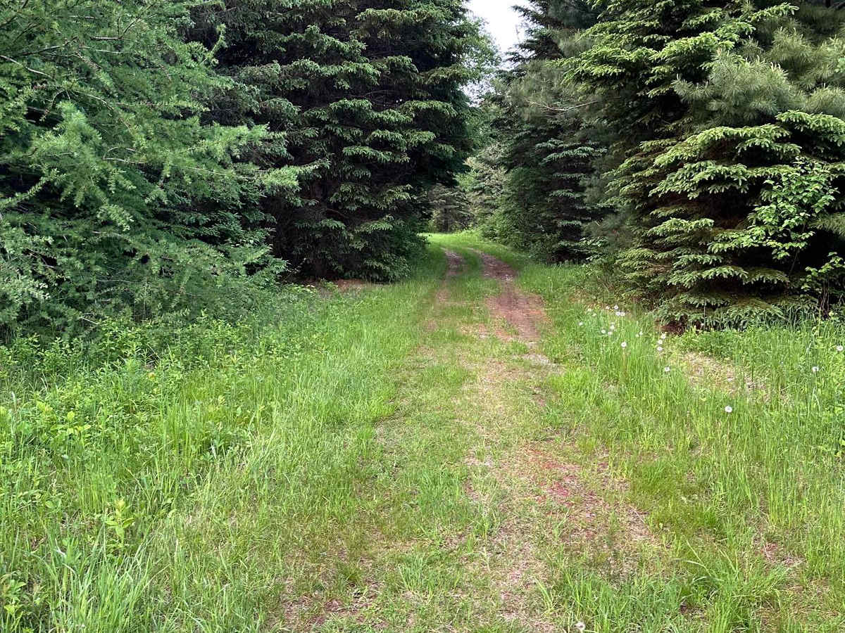 Michaud Woods photo 4