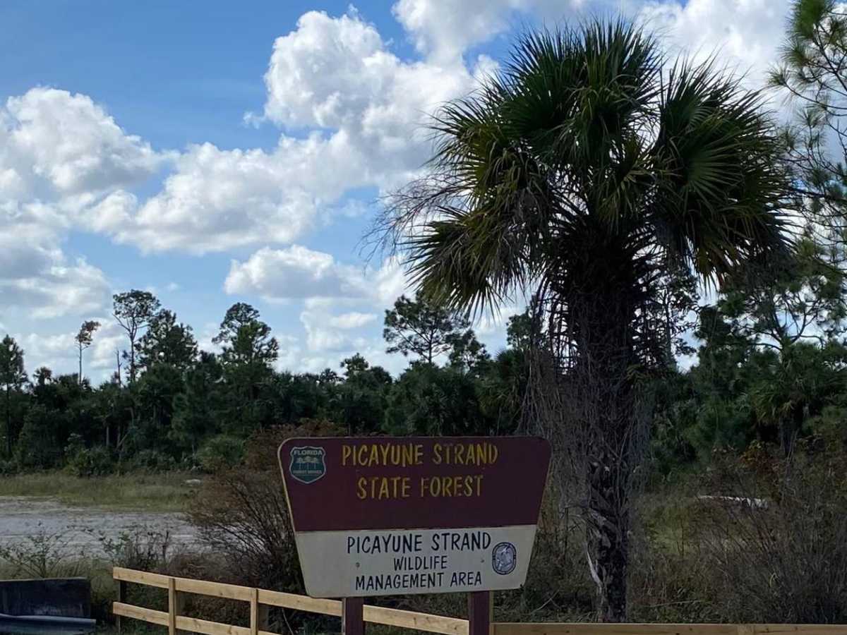 Everglades Boulevard photo 2