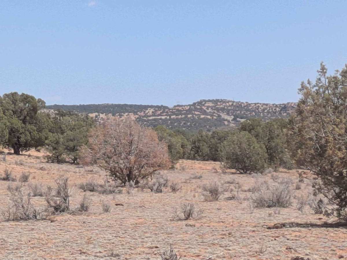 Cedar Ridge Climb photo 3