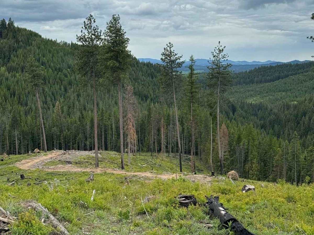 Strychnine Ridge (Trail 319) photo 6