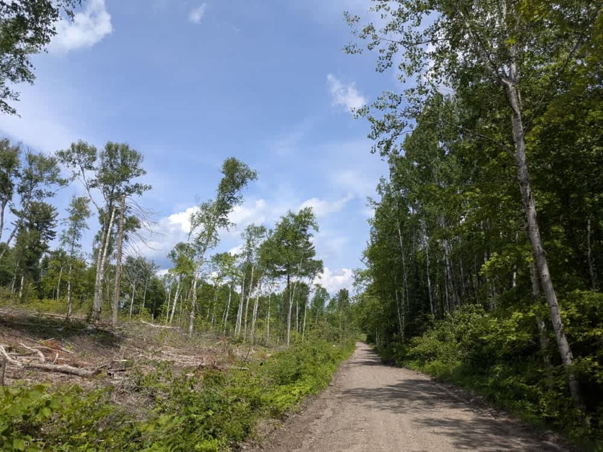 West Spider Lake Drive photo 3