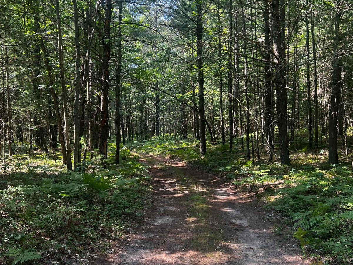 Bumpy Trail photo 3