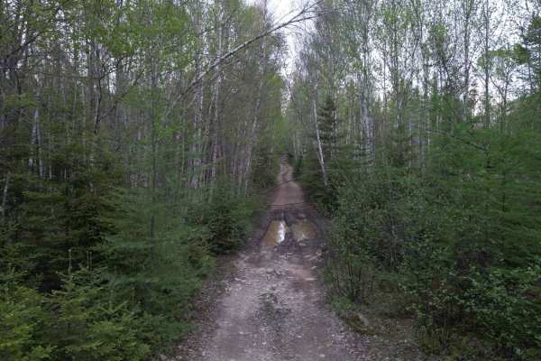 Douglas Clear Cut Bypass