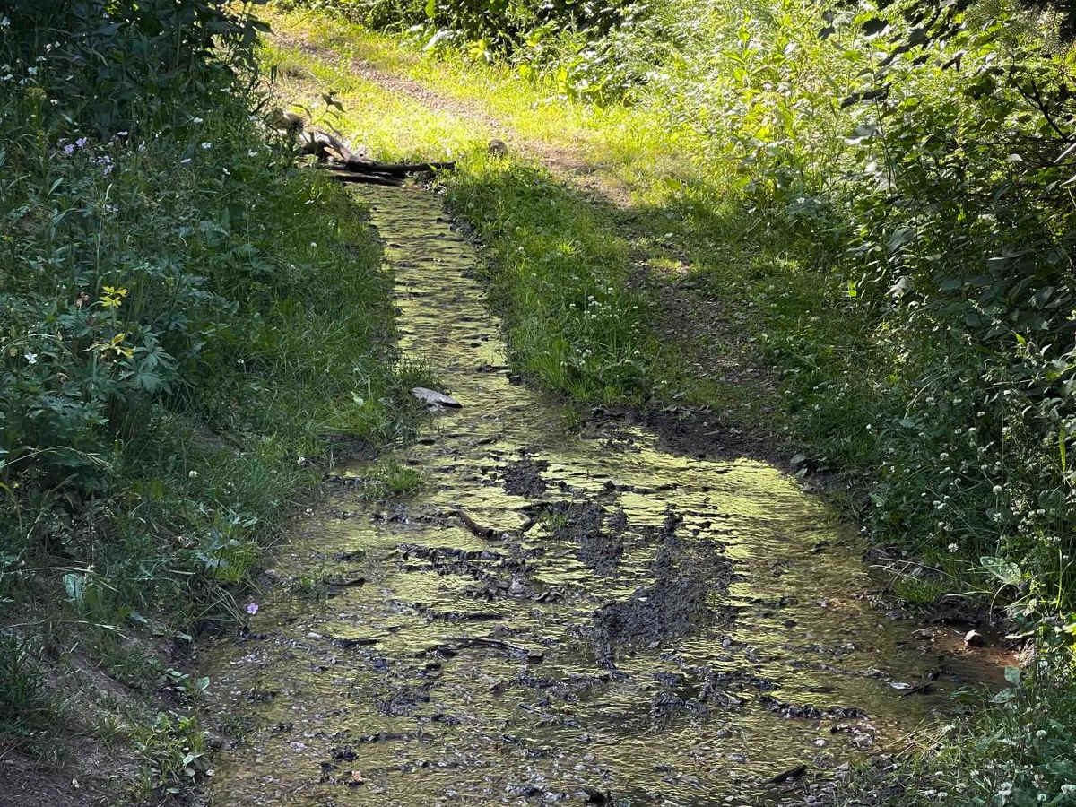 North Grove Creek trail photo