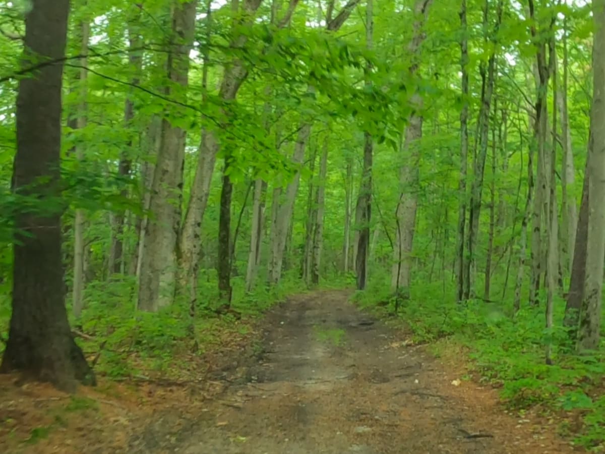 Forest Route 9192 photo 3