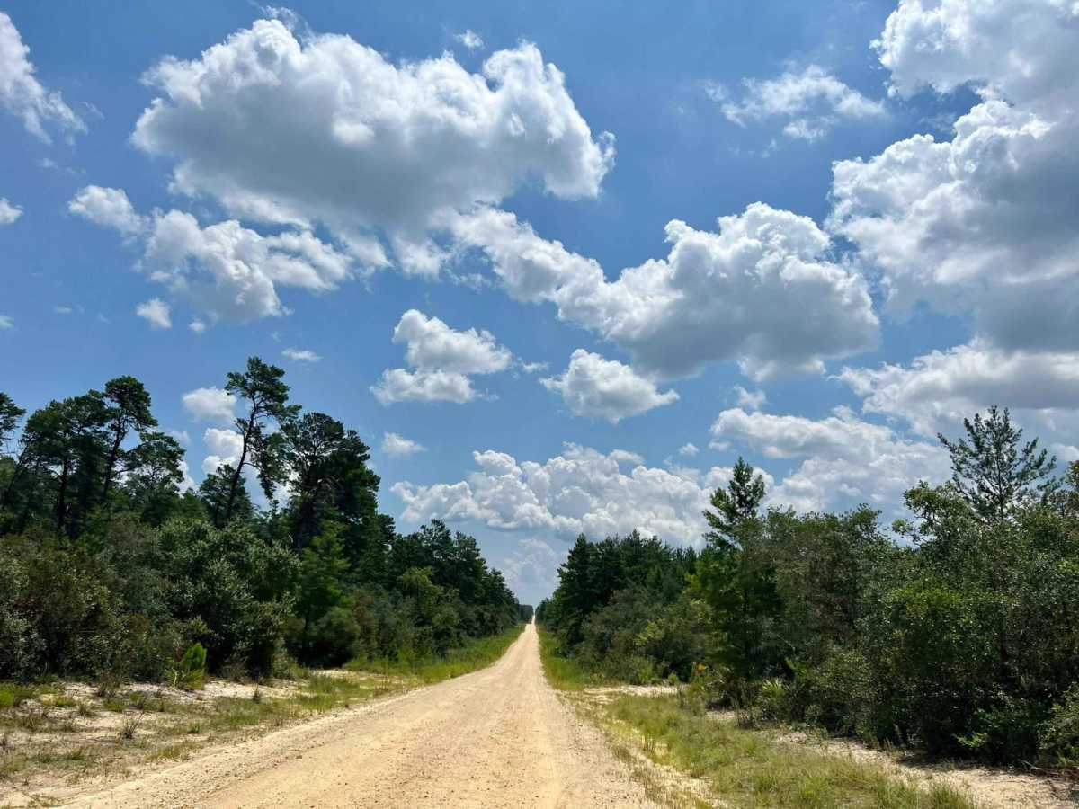 Ocala National Forest | Trail 38 photo 3