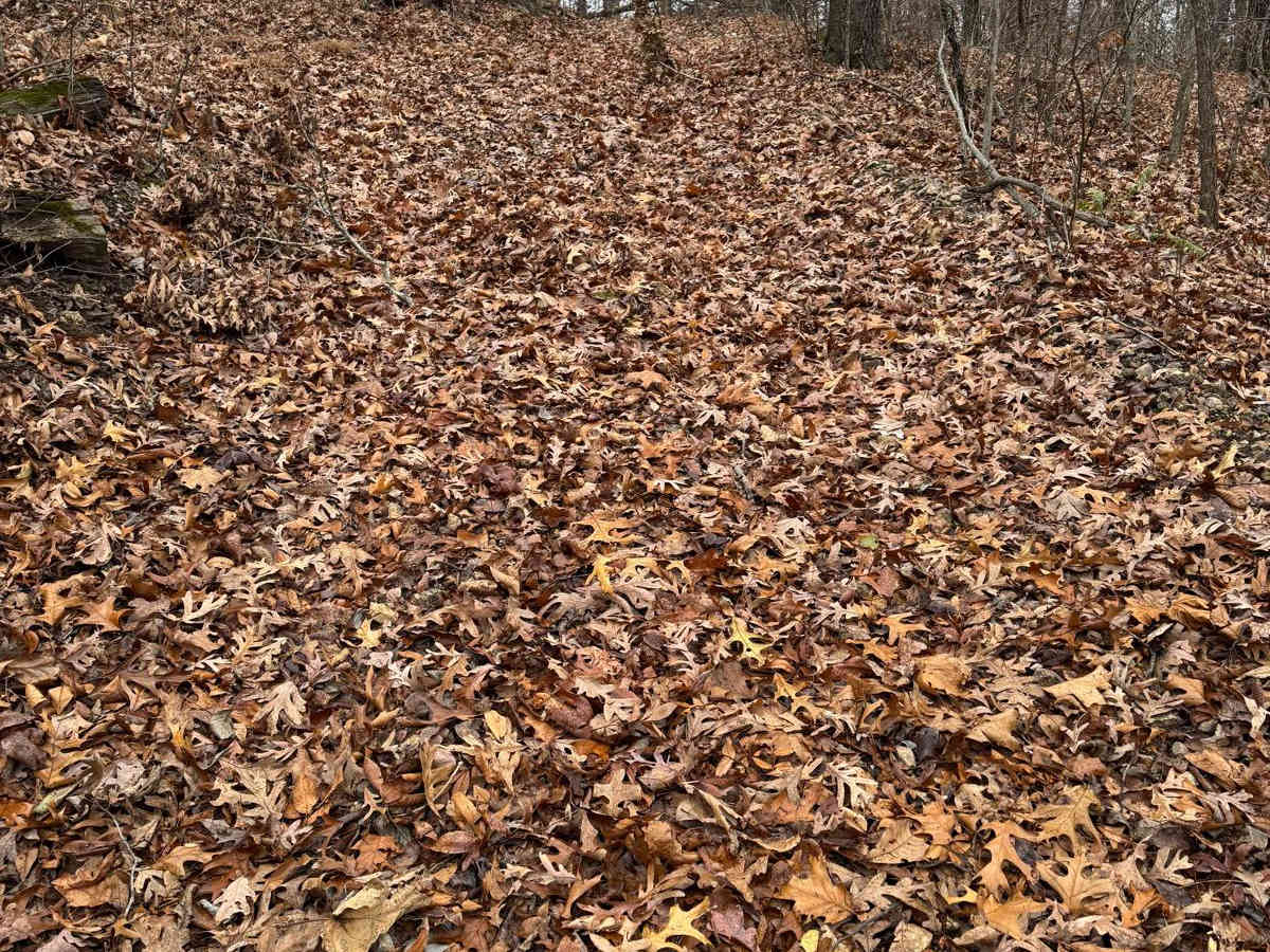 Green 293 photo 2