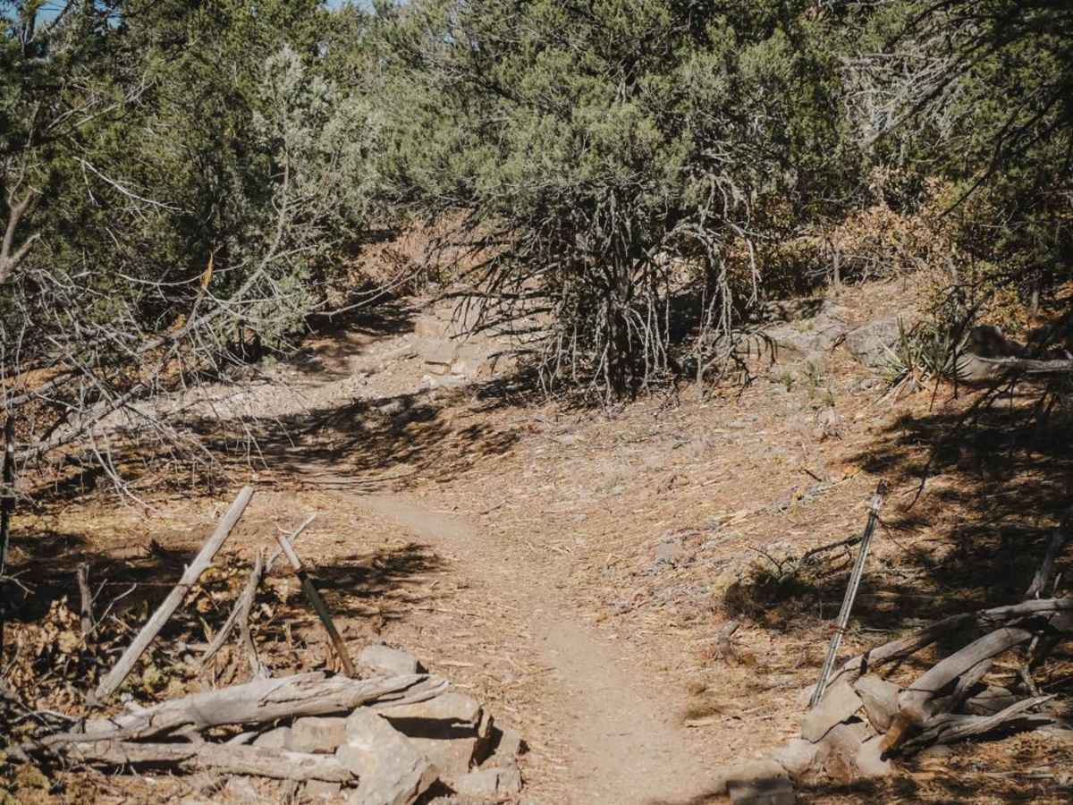 Lone Pine photo 4