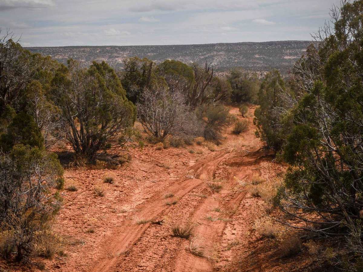 Wild Horse photo 4