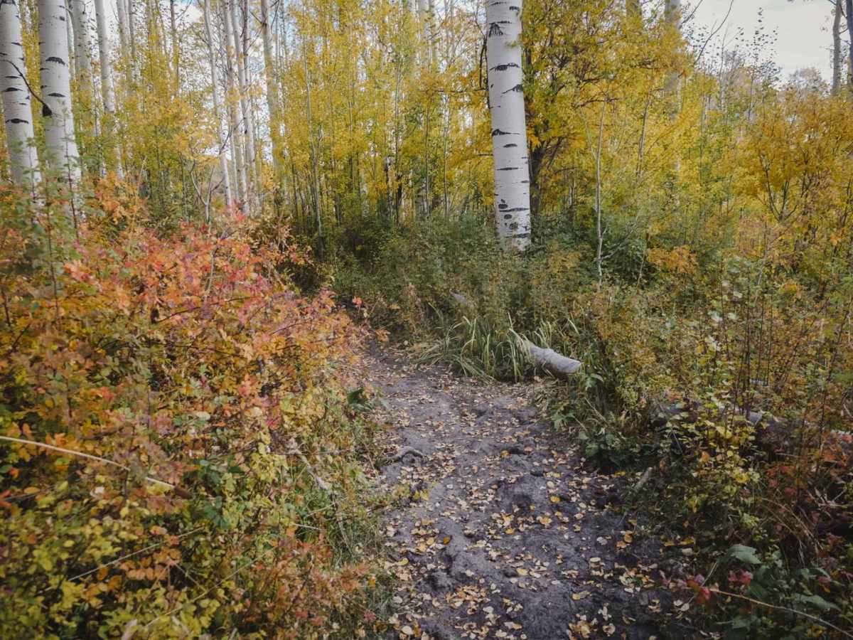 Point Camp Trail photo 4