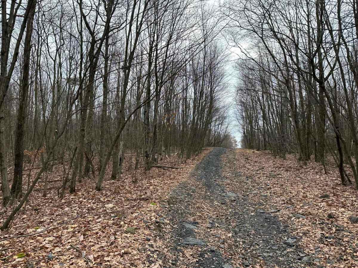 Locust Gap 63 photo 4