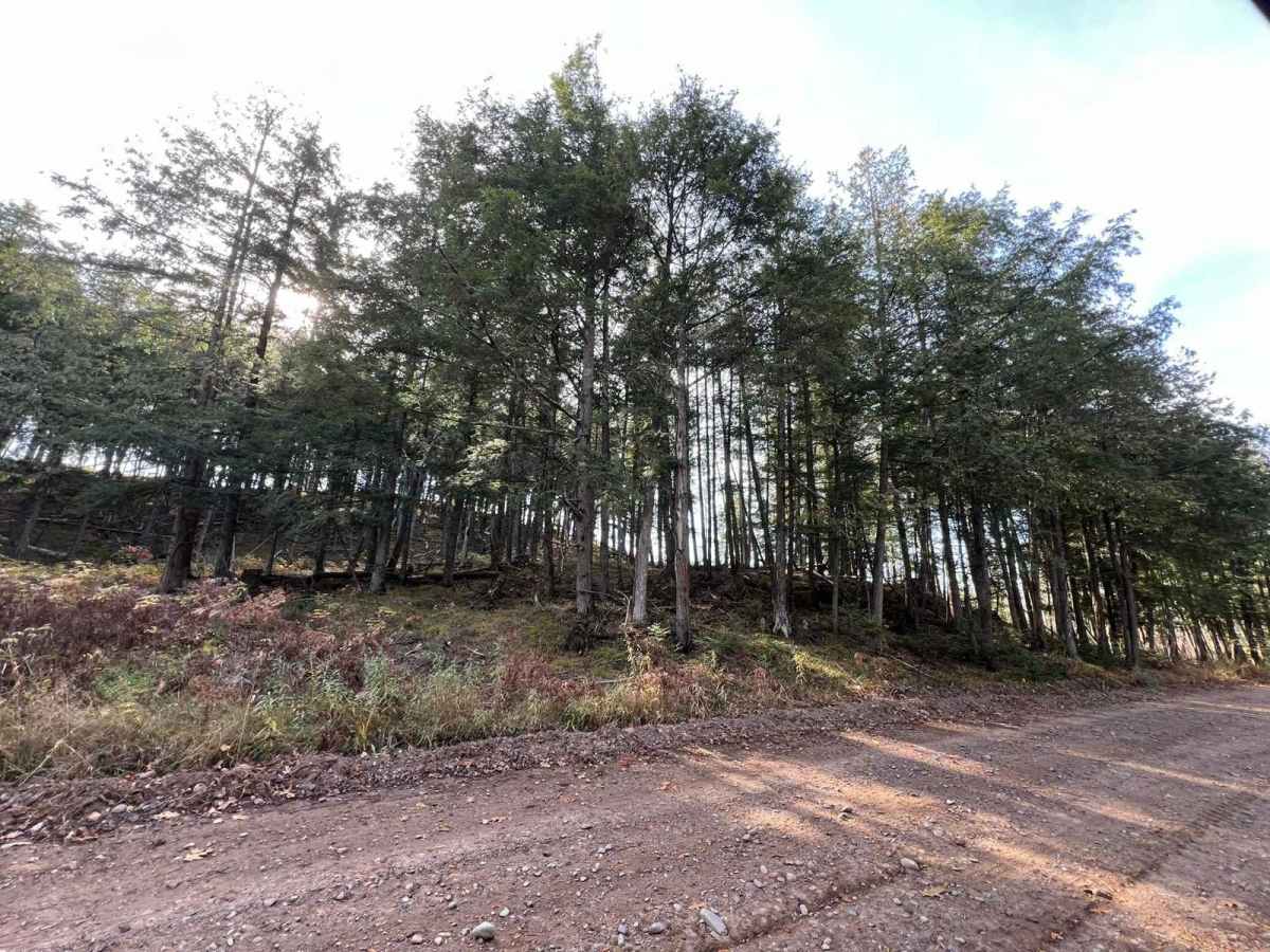 Pembine North Loop Trail 3 photo 5