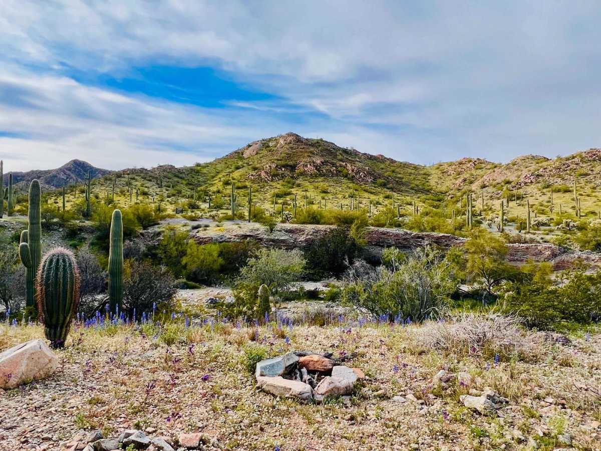 Canyon Camp Loop Ajo trail photo