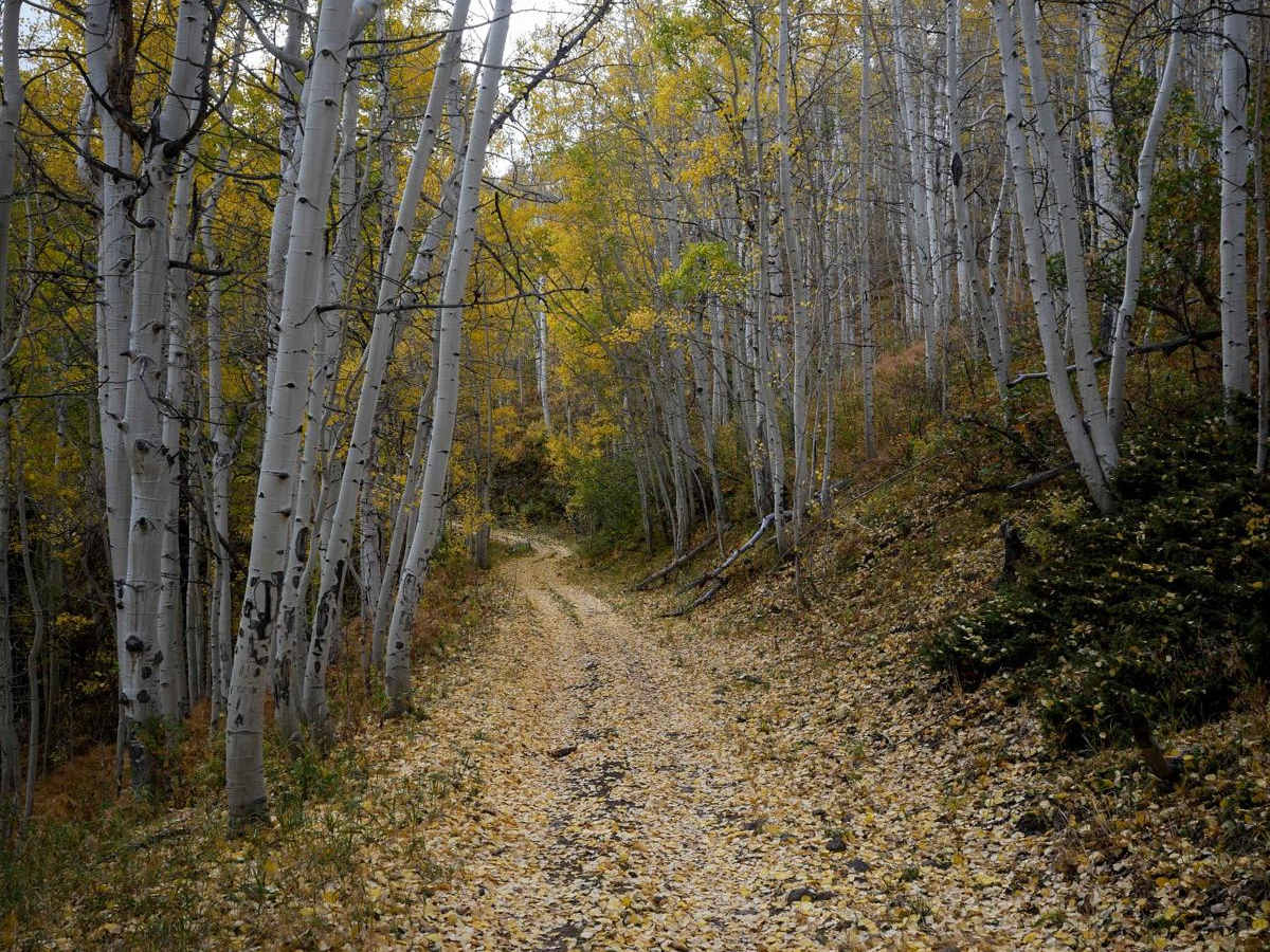 Stealey Mountain ATV photo 3