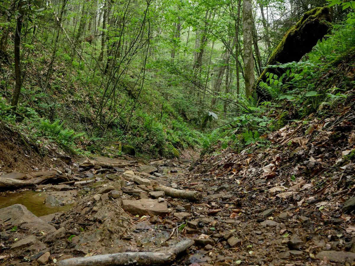 W95 trail photo