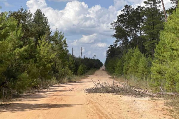 Orange Hammock Trail - ONF 45