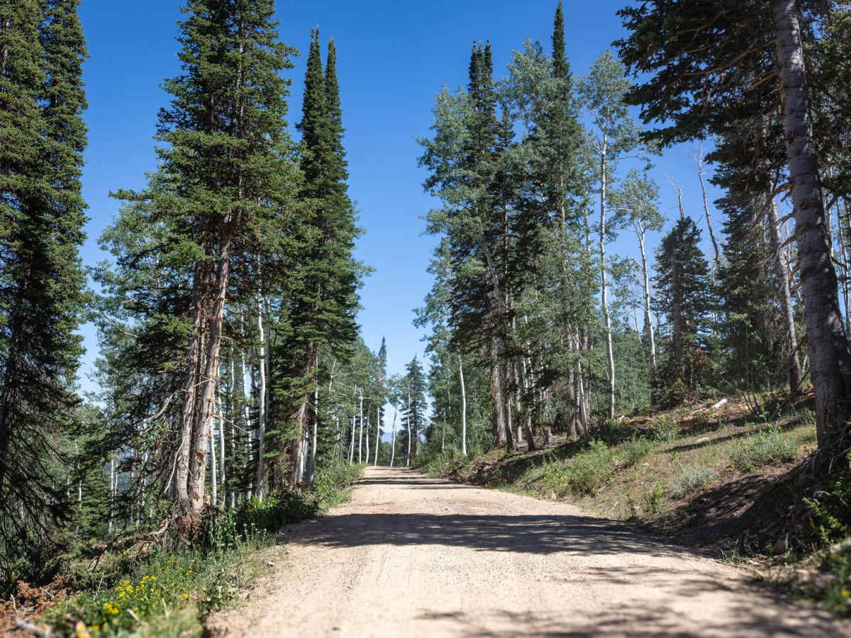 Main Canyon - FS 70046 photo 4