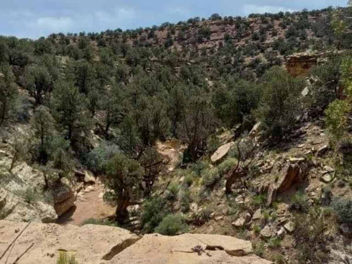 Wolverine Loop Road photo 6