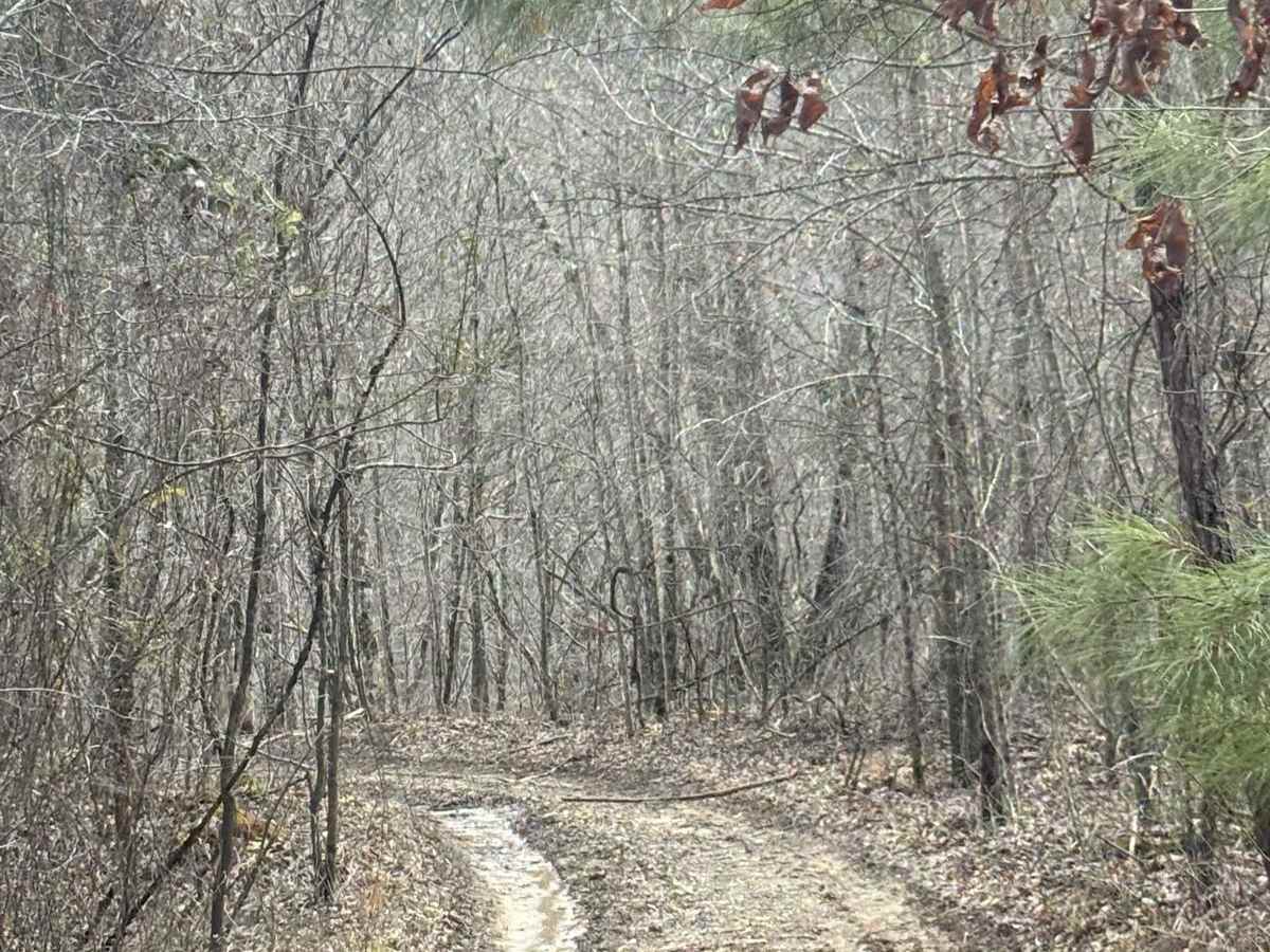 Mule Road photo 5