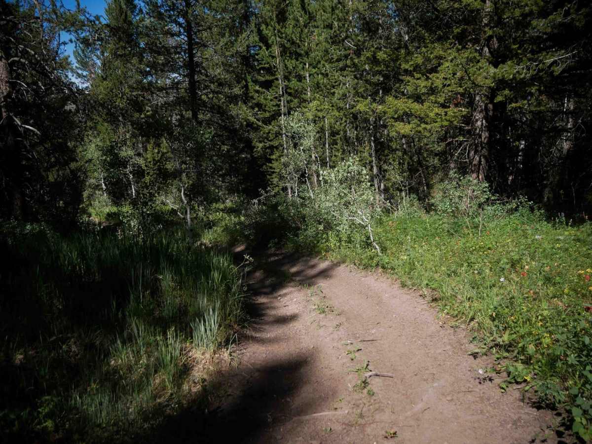 Pritchert Springs West #5213  photo 5
