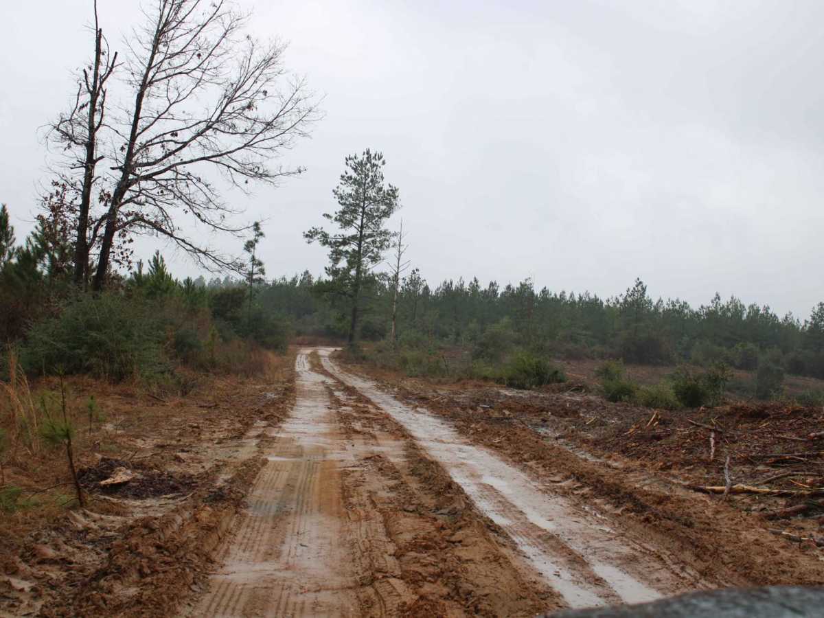 Carthage Timberlands to Kisatchie photo 4
