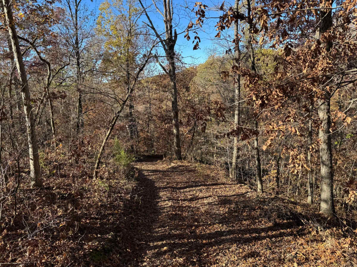 Green 139 photo 3