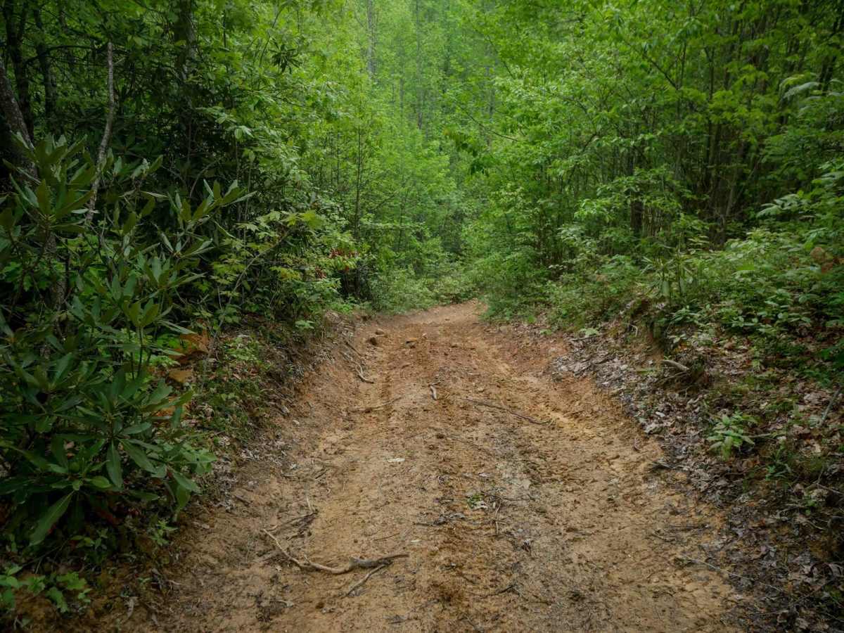 OP 75 trail photo