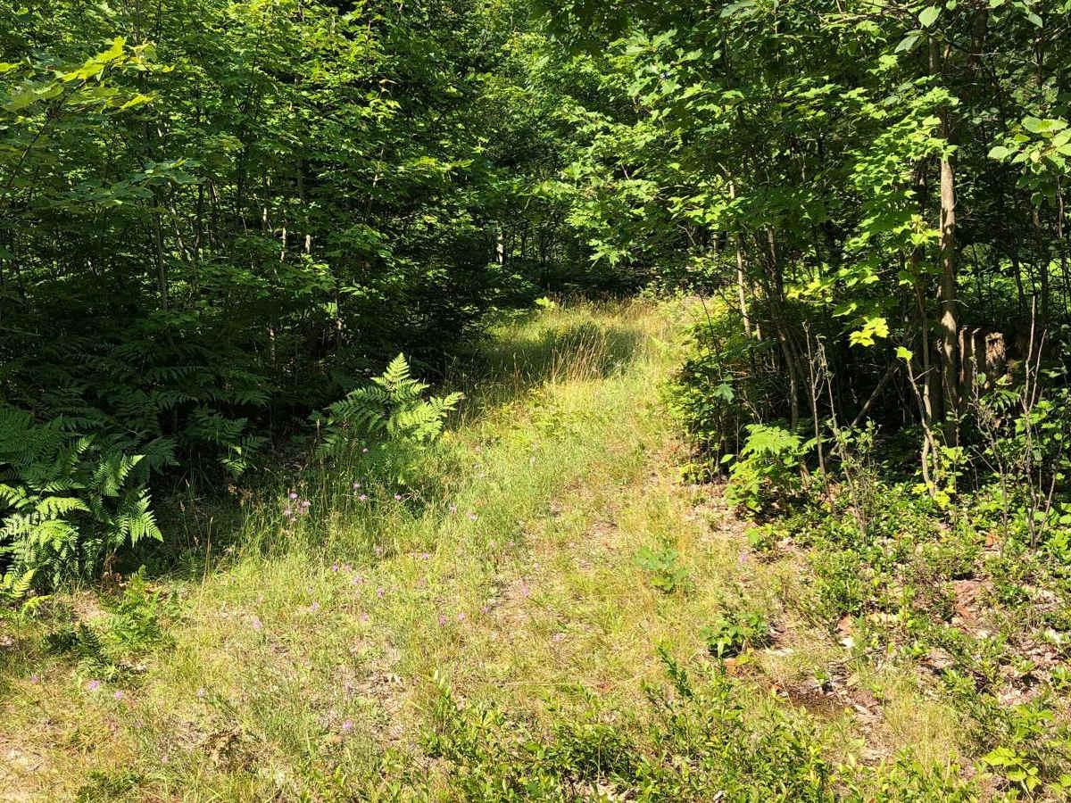 What Trail? photo 6