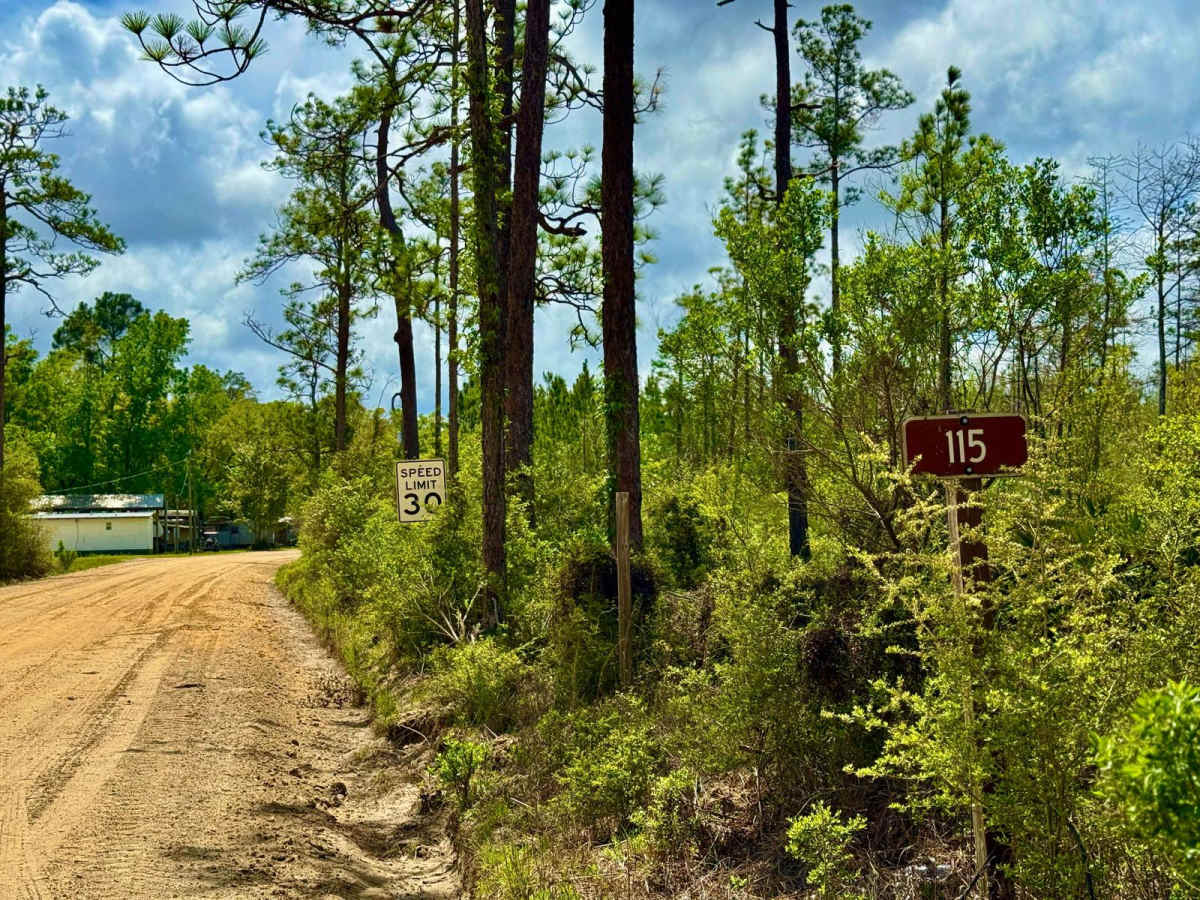 Big Cypress - FS 115 trail photo