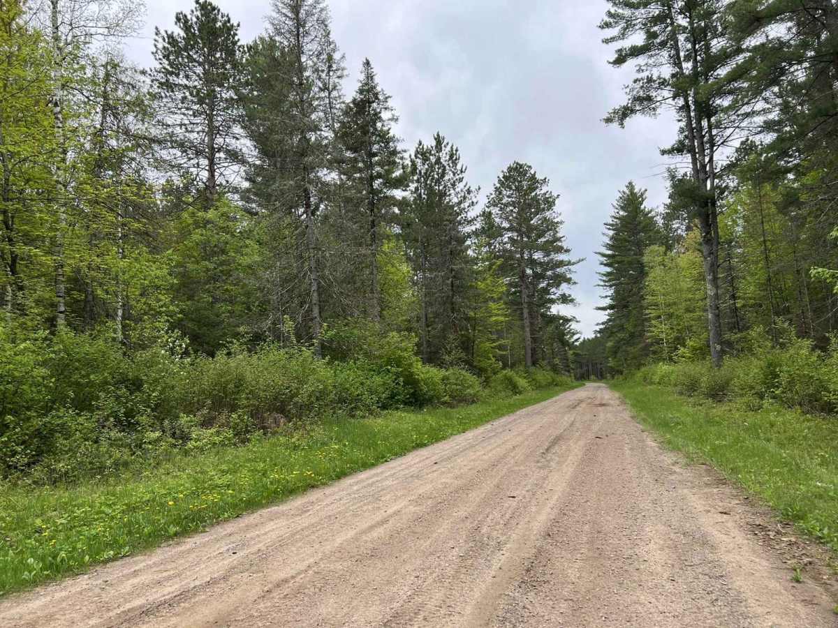 McArthur Pine FR 2167 trail photo