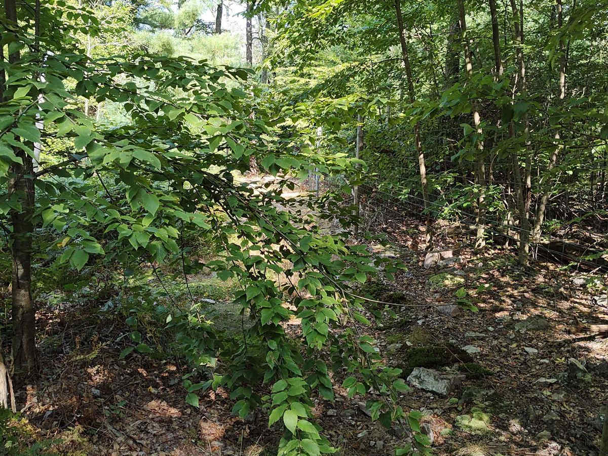 Middle Ridge Trail - Single Track photo 5