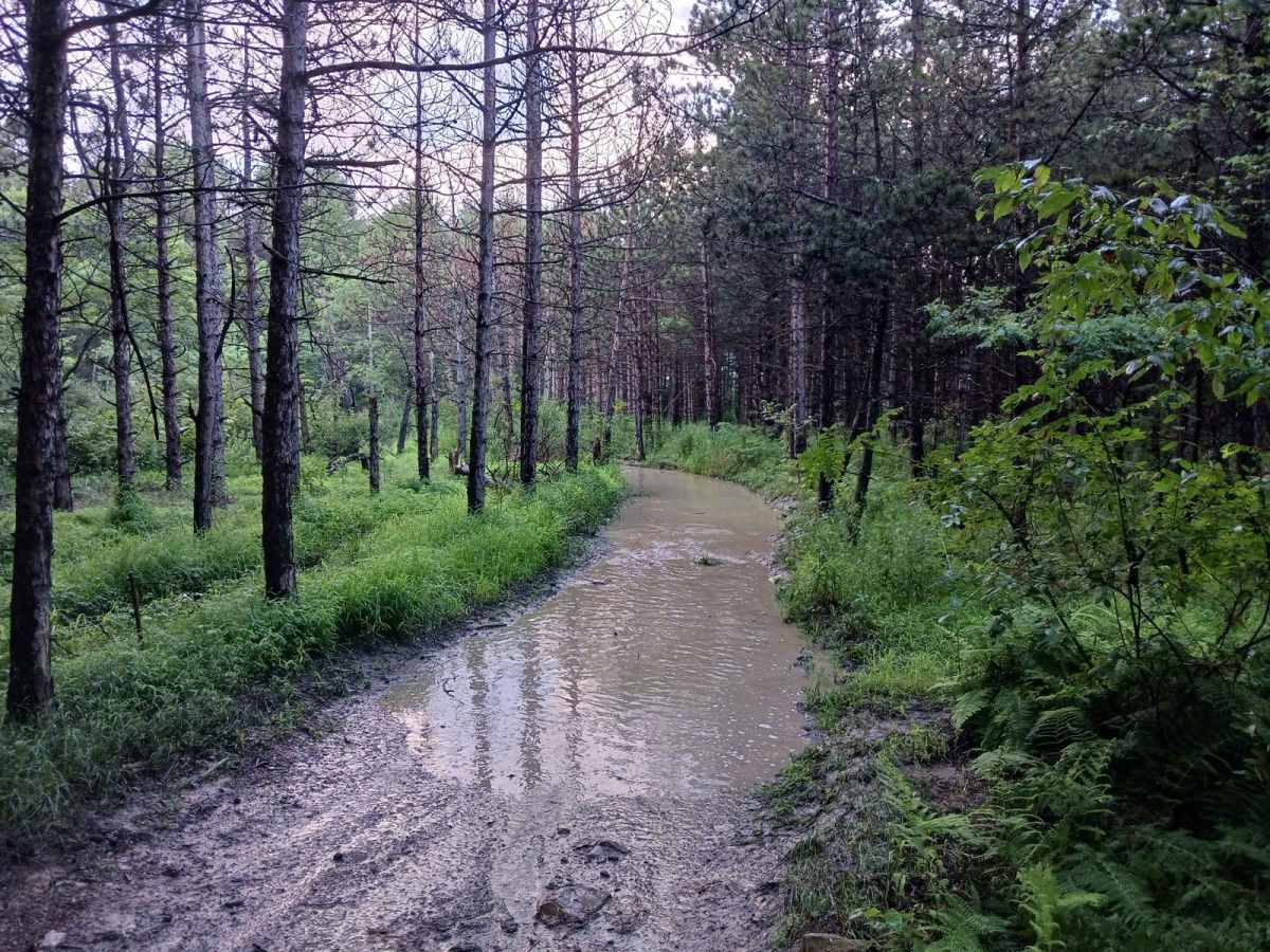 Trail 12M - Rock Run Recreation Area photo 6