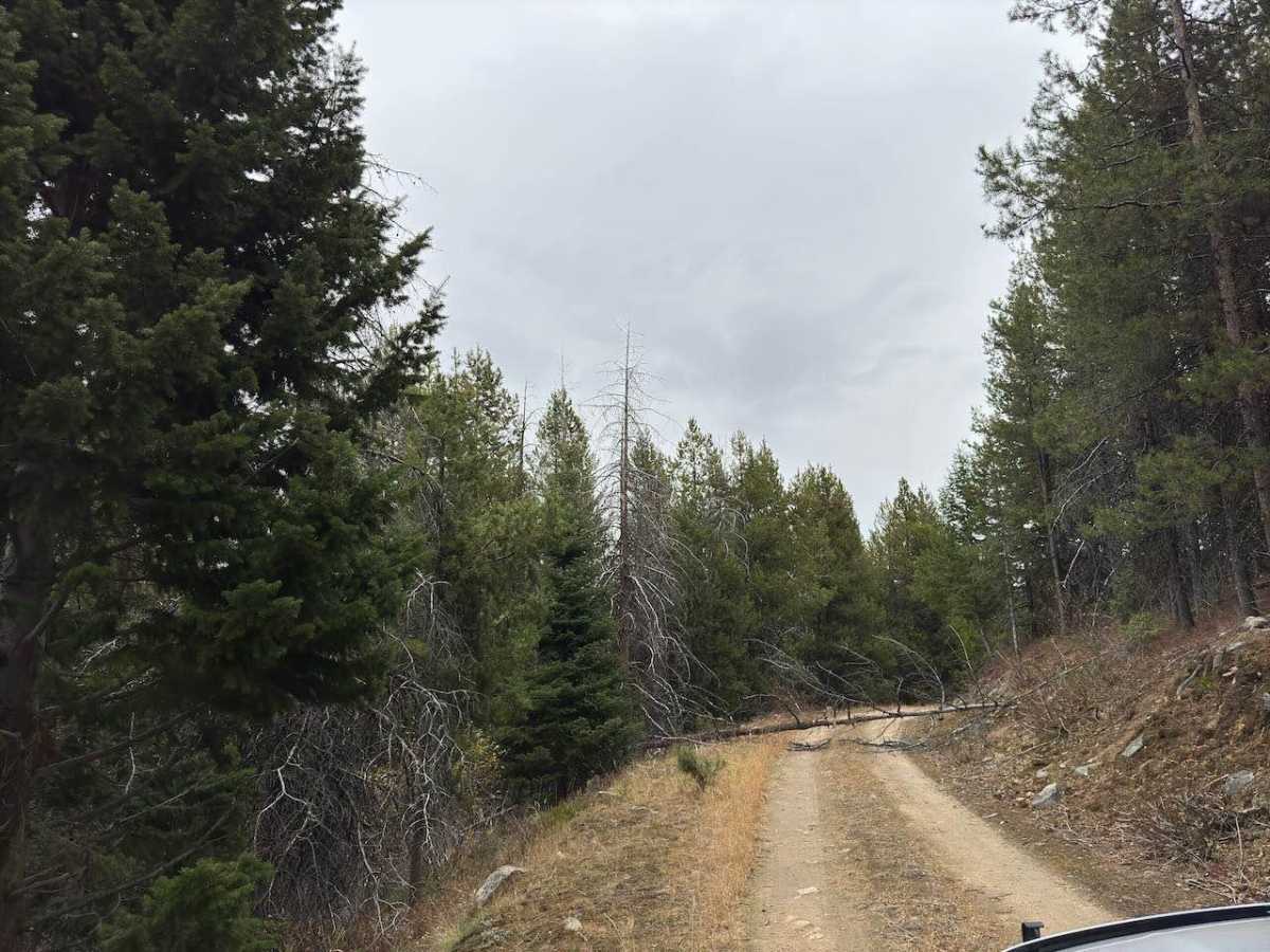 North Cameron photo 6