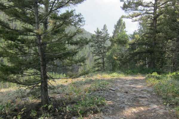 Hogsback Ridge