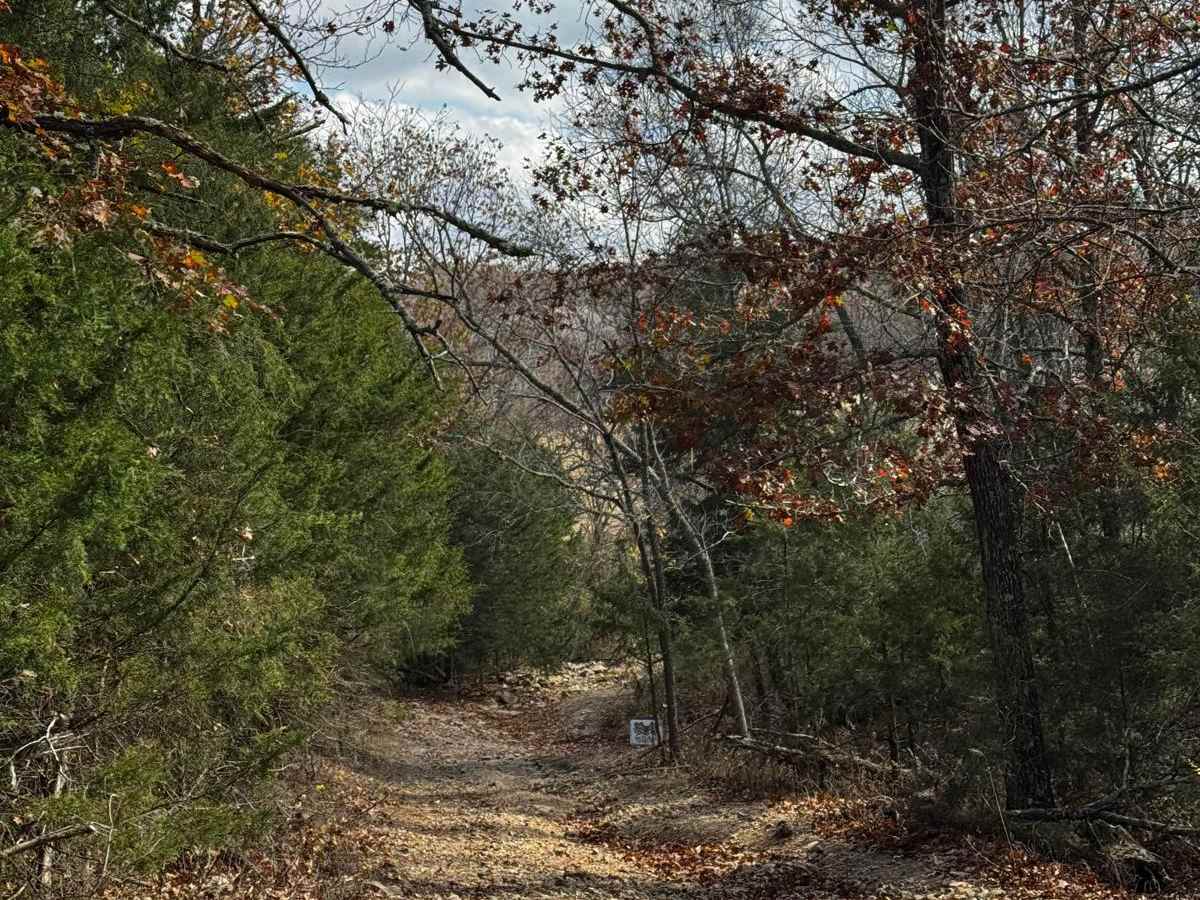 Deer Crossing (X) photo 4