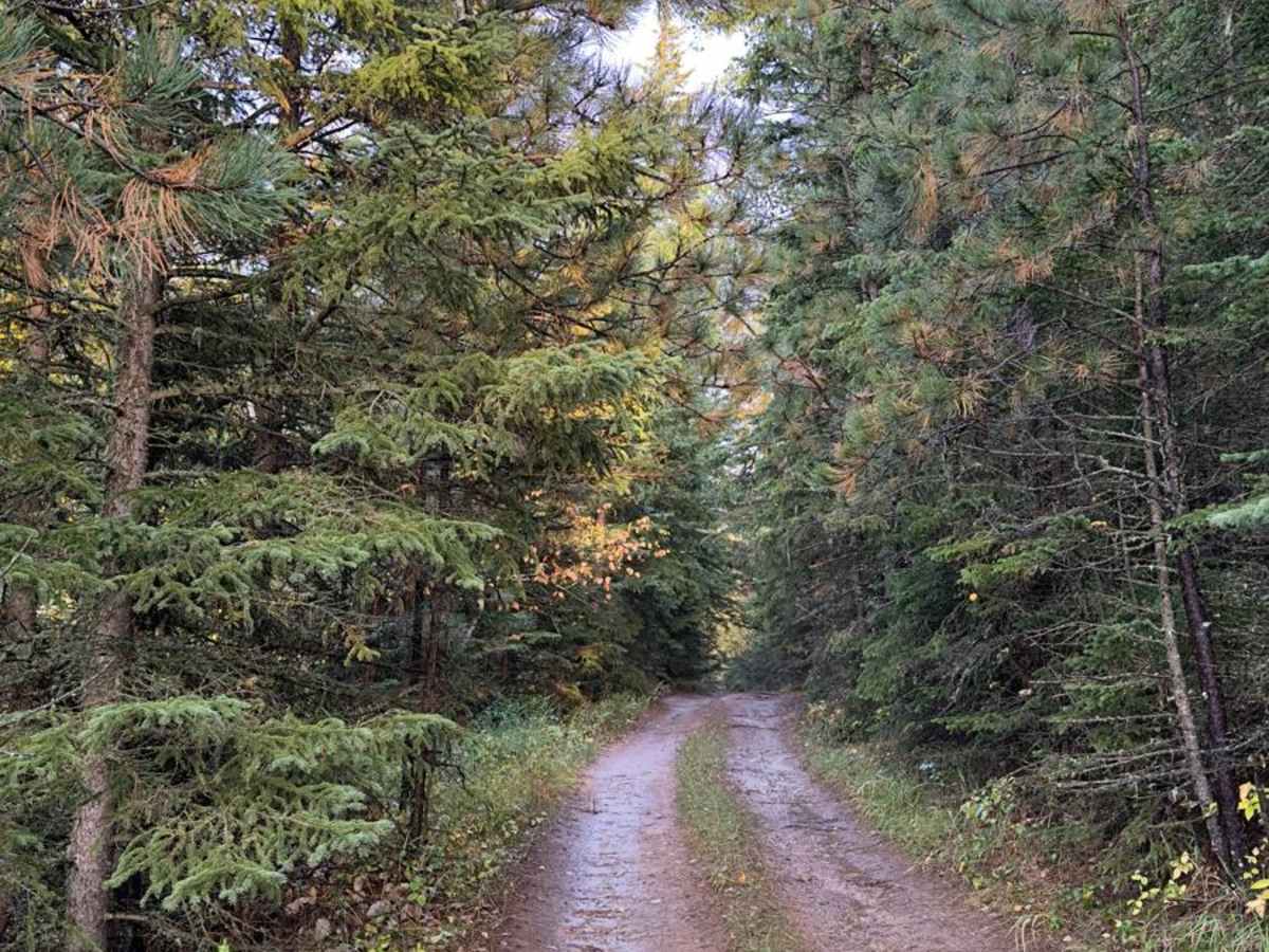 Kelly Spur Road (FS 136) Loop photo 6