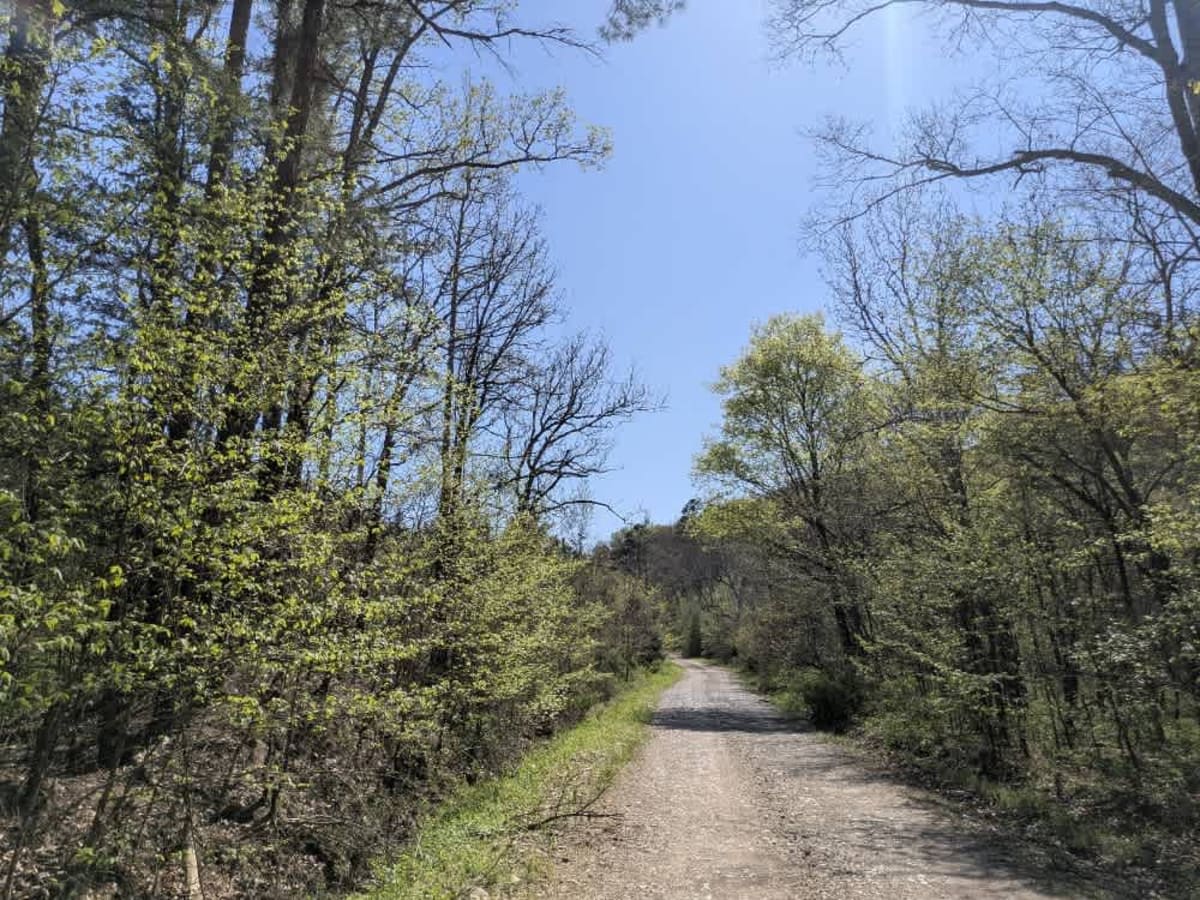 Ouachita National Forest Access Road photo 3