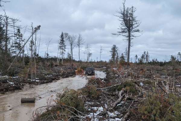 Douglas Clearcut