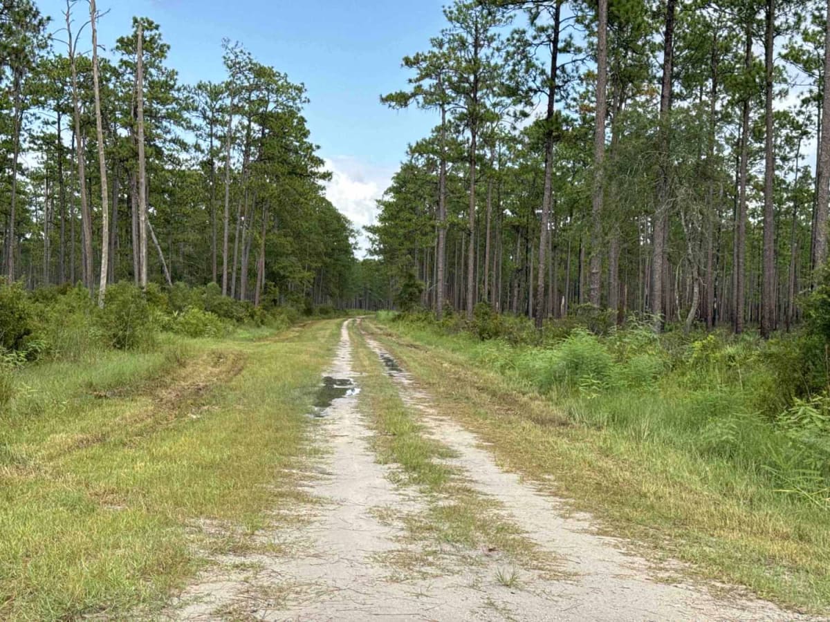 Old Jacksonville Rd - Osceola NF 263 photo 4