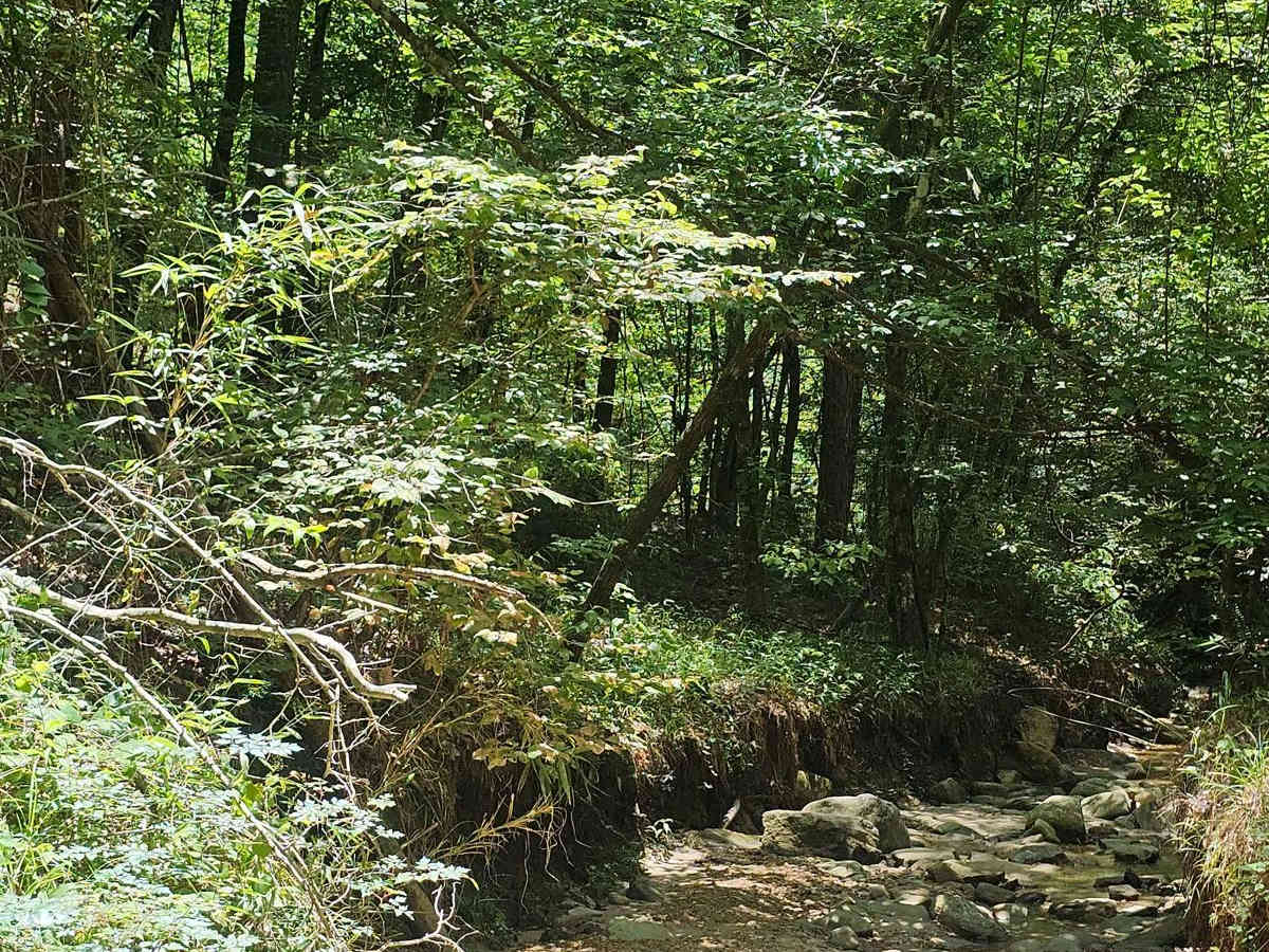 West Creek photo 4