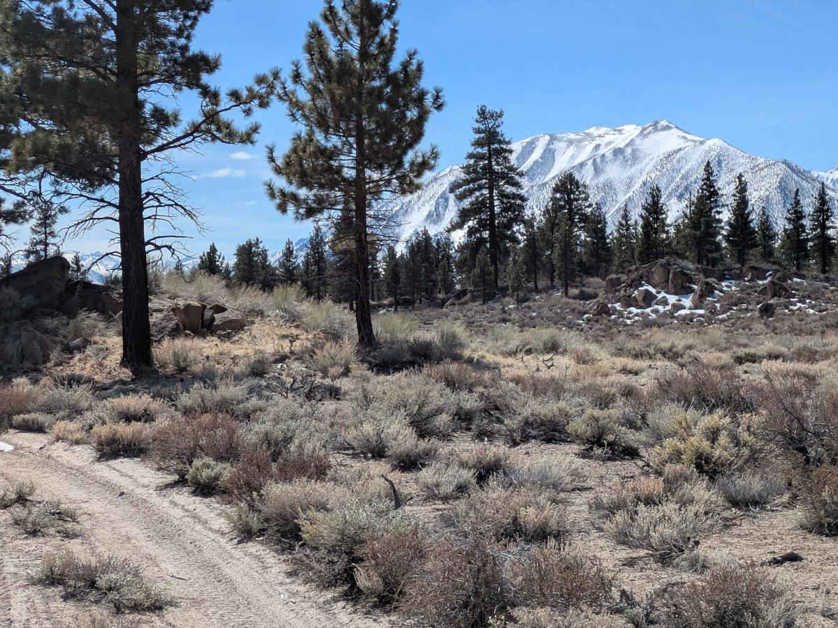 Round Mountain Cutoff - FS 4S67 trail photo