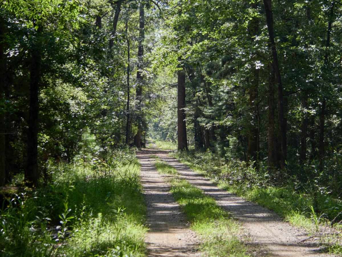 Loggy Lake Road photo 6