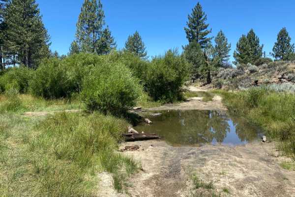 Pine Forest Trail to Laguna Hanson Cerro San Pedro