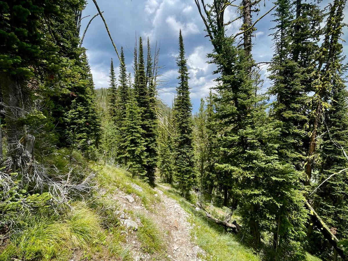 Divide NRT (Ditch Creek to Twin Creek Ridge) photo 6