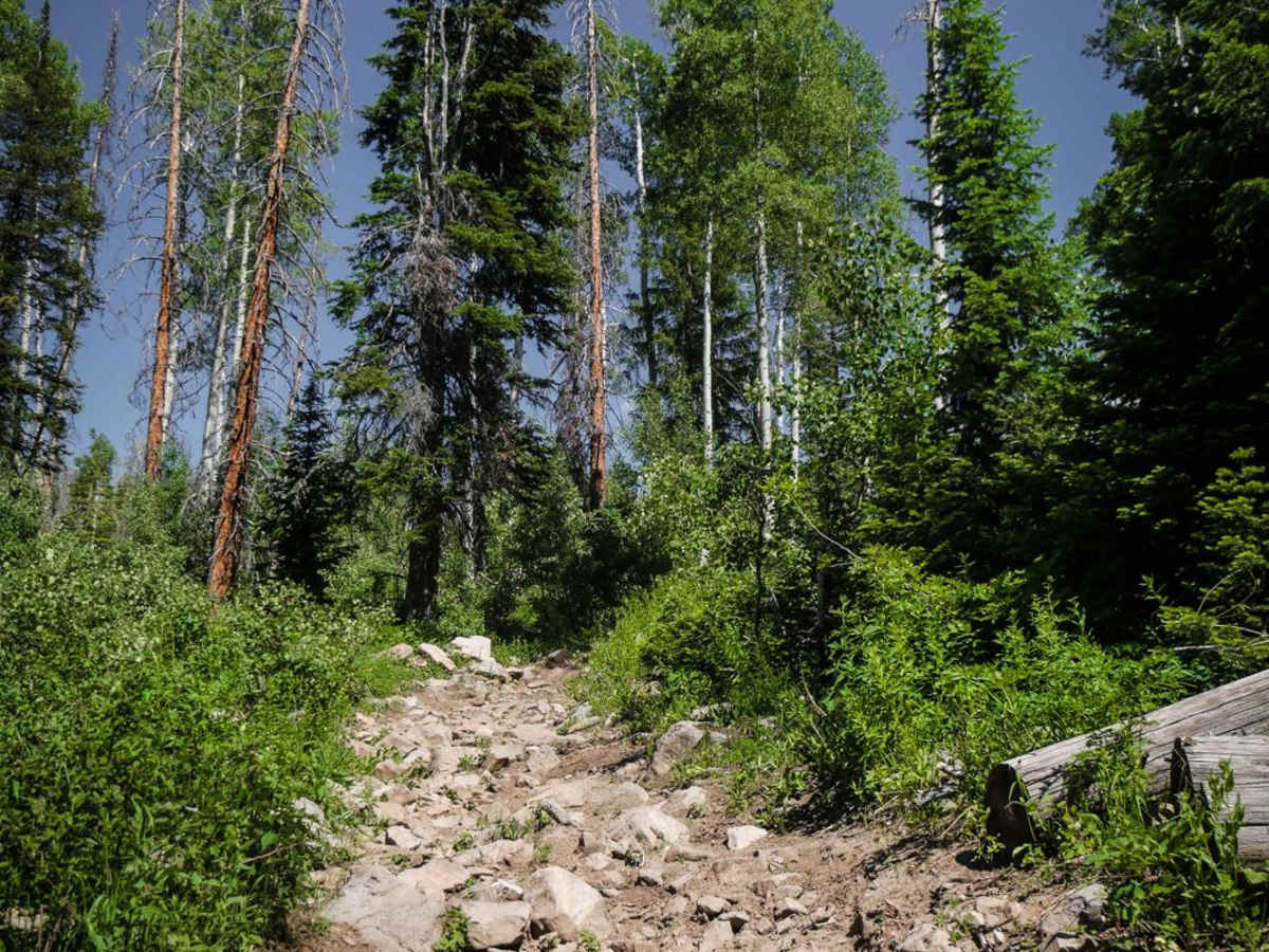 Ellis Trail North photo 4