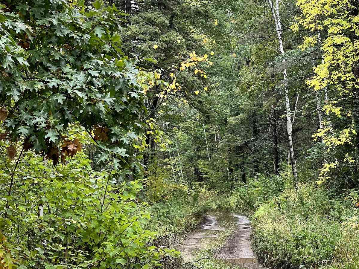 Thompson Minimum Maintenance Forest Road photo 5