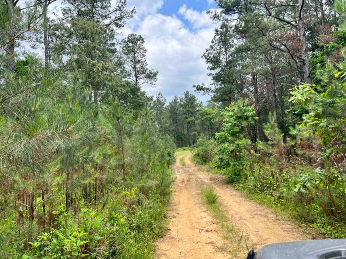 Buffalo Creek Camp photo 2