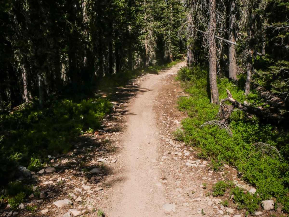 Carbon Trail photo 6