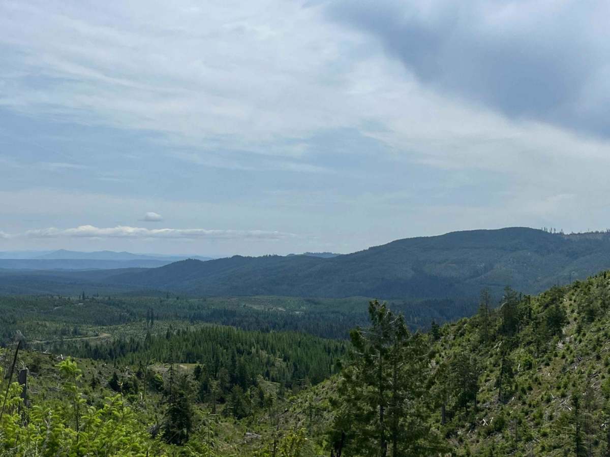 National Forrest Development Road 3308 photo 3